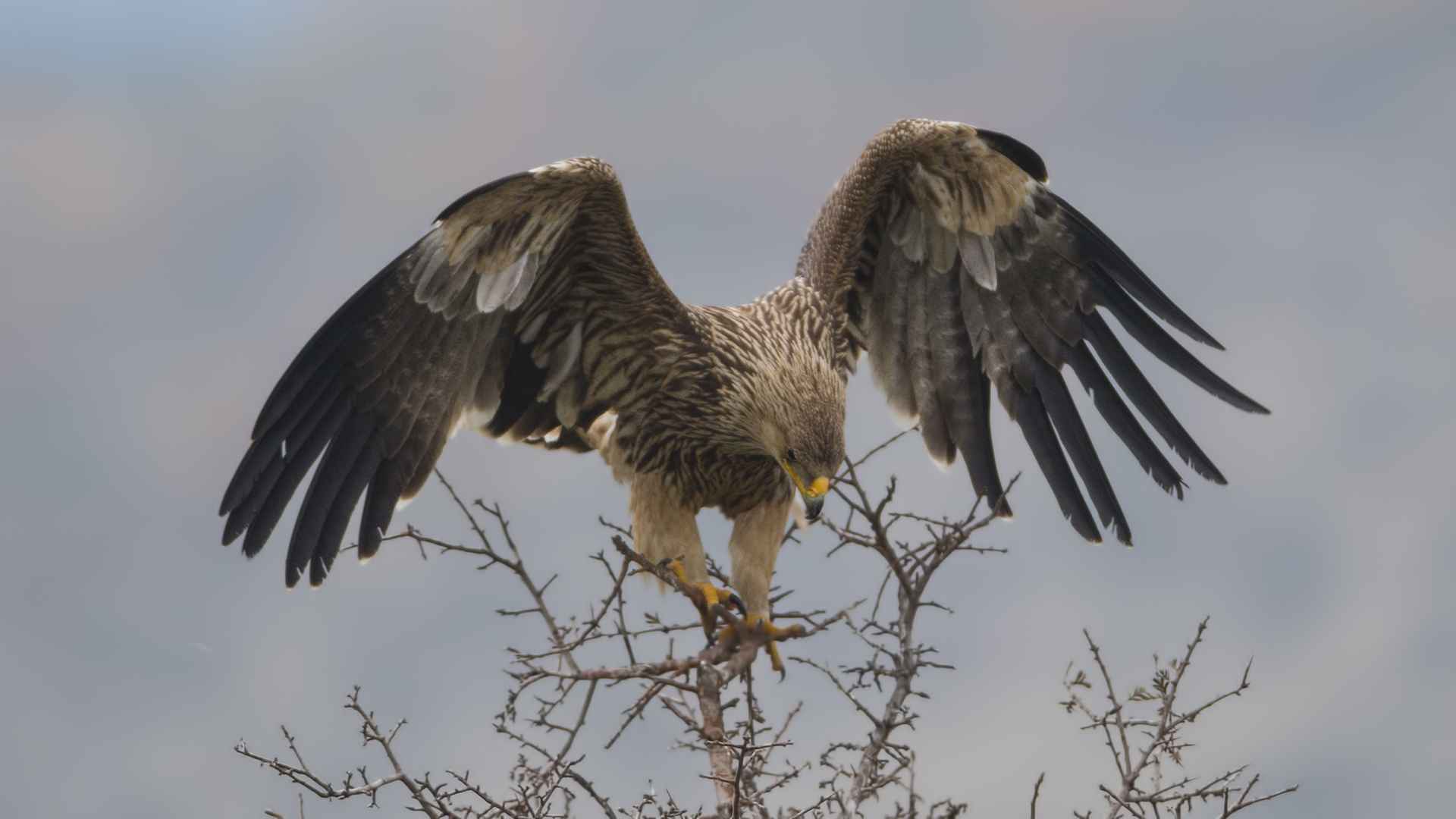 Imperial Eagle